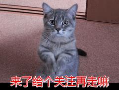 怎么知道狗狗是不是怀孕了(狗狗怀孕10天最明显的征兆)插图6 怎么知道狗狗是不是怀孕了(狗狗怀孕10天最明显的征兆)插图6