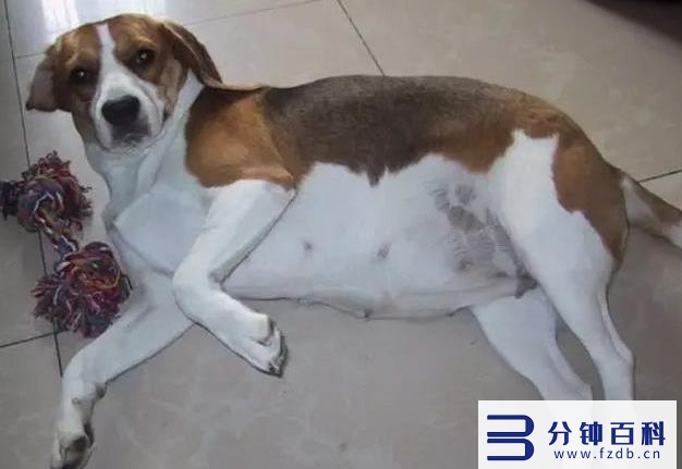 怎么知道狗狗是不是怀孕了(狗狗怀孕10天最明显的征兆)插图4 怎么知道狗狗是不是怀孕了(狗狗怀孕10天最明显的征兆)插图4