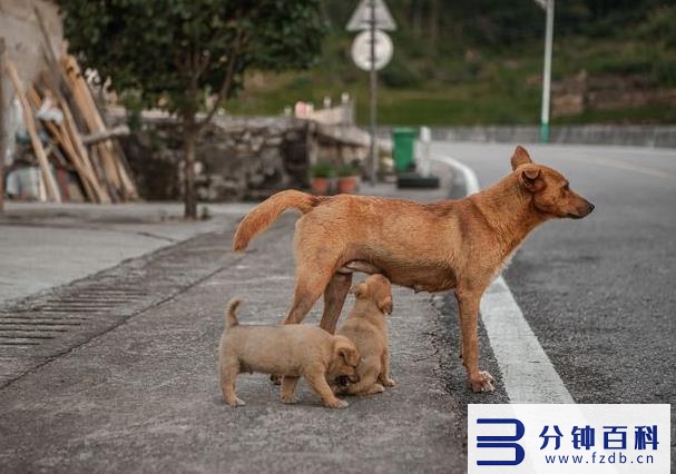 怎么知道狗狗是不是怀孕了(狗狗怀孕10天最明显的征兆)插图5 怎么知道狗狗是不是怀孕了(狗狗怀孕10天最明显的征兆)插图5