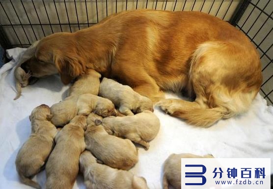 怎么知道狗狗是不是怀孕了(狗狗怀孕10天最明显的征兆)插图 怎么知道狗狗是不是怀孕了(狗狗怀孕10天最明显的征兆)插图