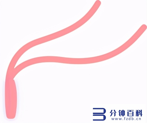 月经杯怎样塞进去图片(月经杯怎么塞视图)插图15 月经杯怎样塞进去图片(月经杯怎么塞视图)插图15