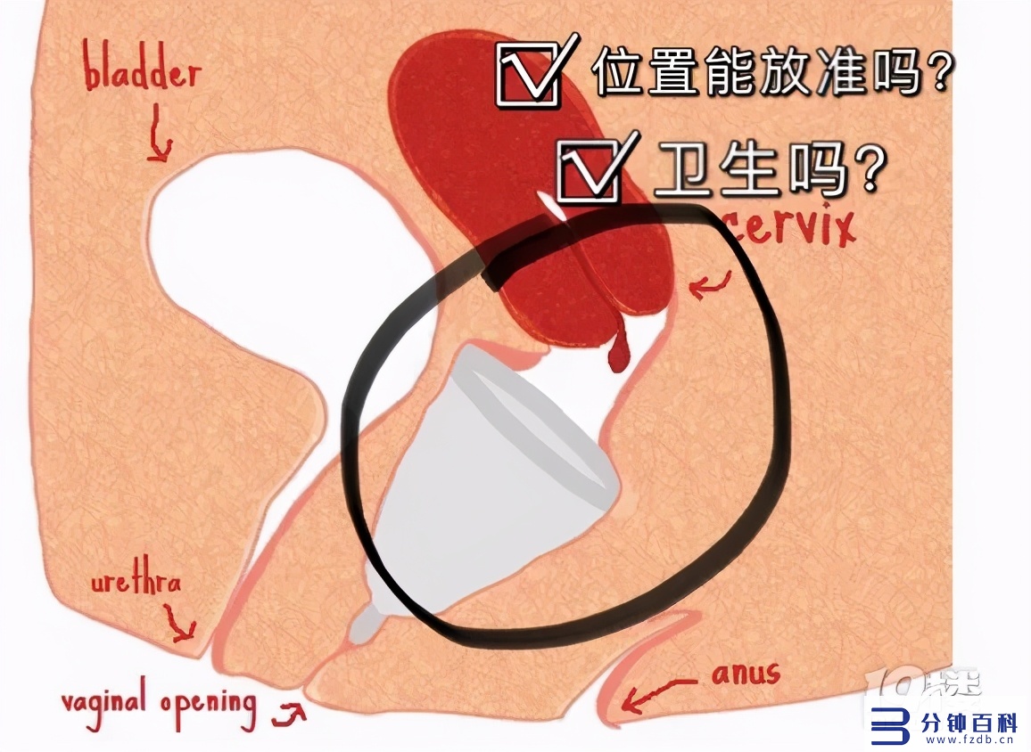 月经杯怎样塞进去图片(月经杯怎么塞视图)插图20 月经杯怎样塞进去图片(月经杯怎么塞视图)插图20