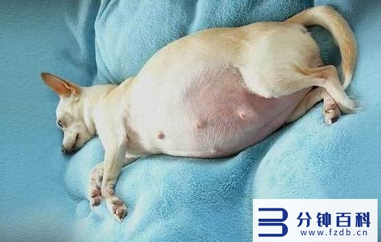 怎么知道狗狗是不是怀孕了(狗狗怀孕10天最明显的征兆)插图1 怎么知道狗狗是不是怀孕了(狗狗怀孕10天最明显的征兆)插图1