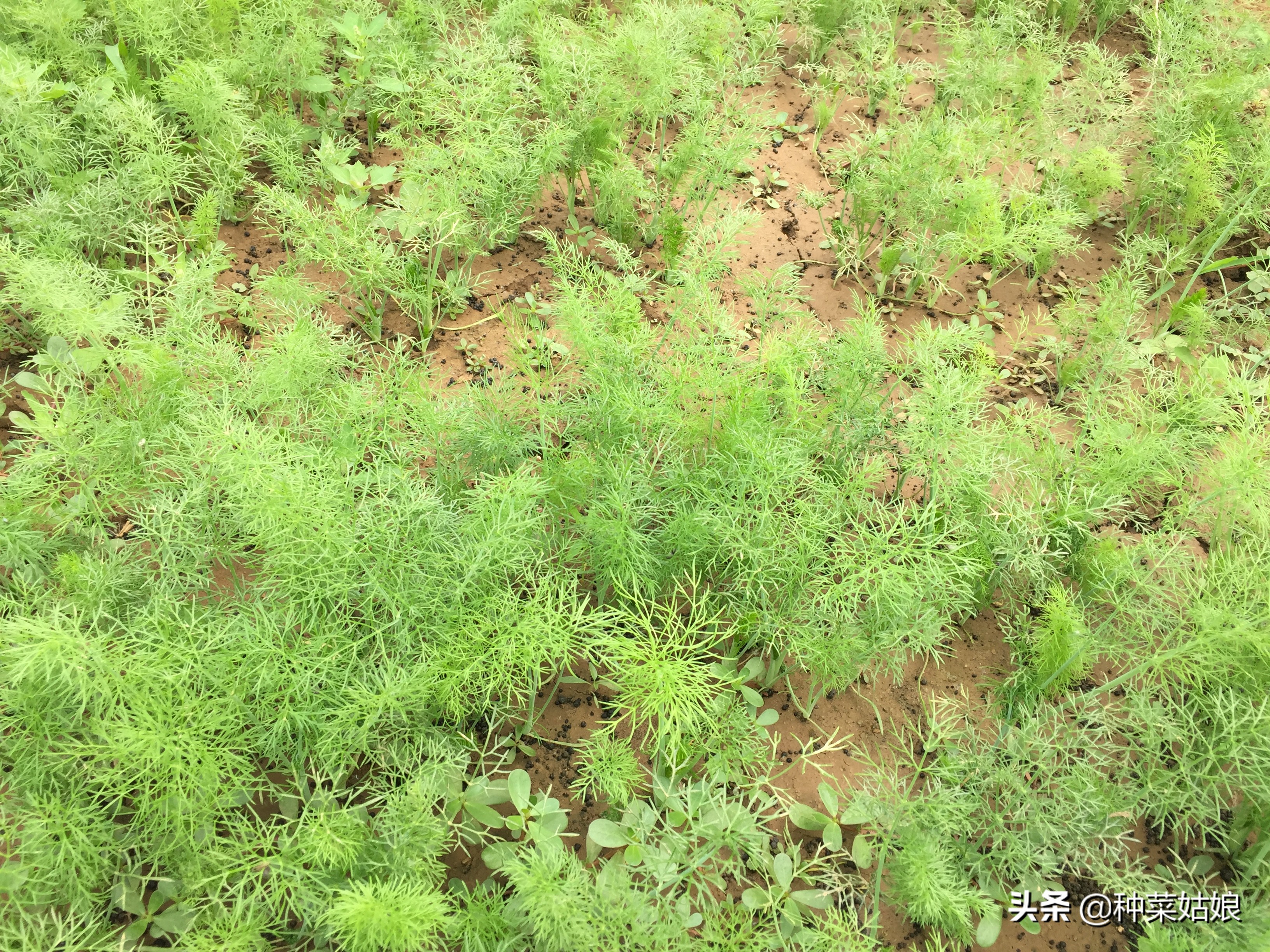 茴香能割几次_茴香割几次才能会长出种子的插图1 茴香能割几次_茴香割几次才能会长出种子的插图1