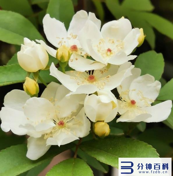 花名字_花名字大全集 100种插图54 花名字_花名字大全集 100种插图54