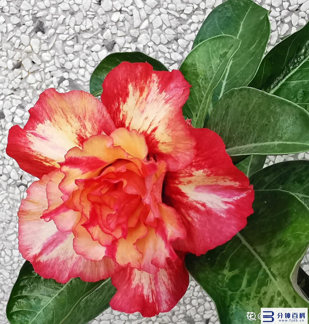 花名字_花名字大全集 100种插图40 花名字_花名字大全集 100种插图40