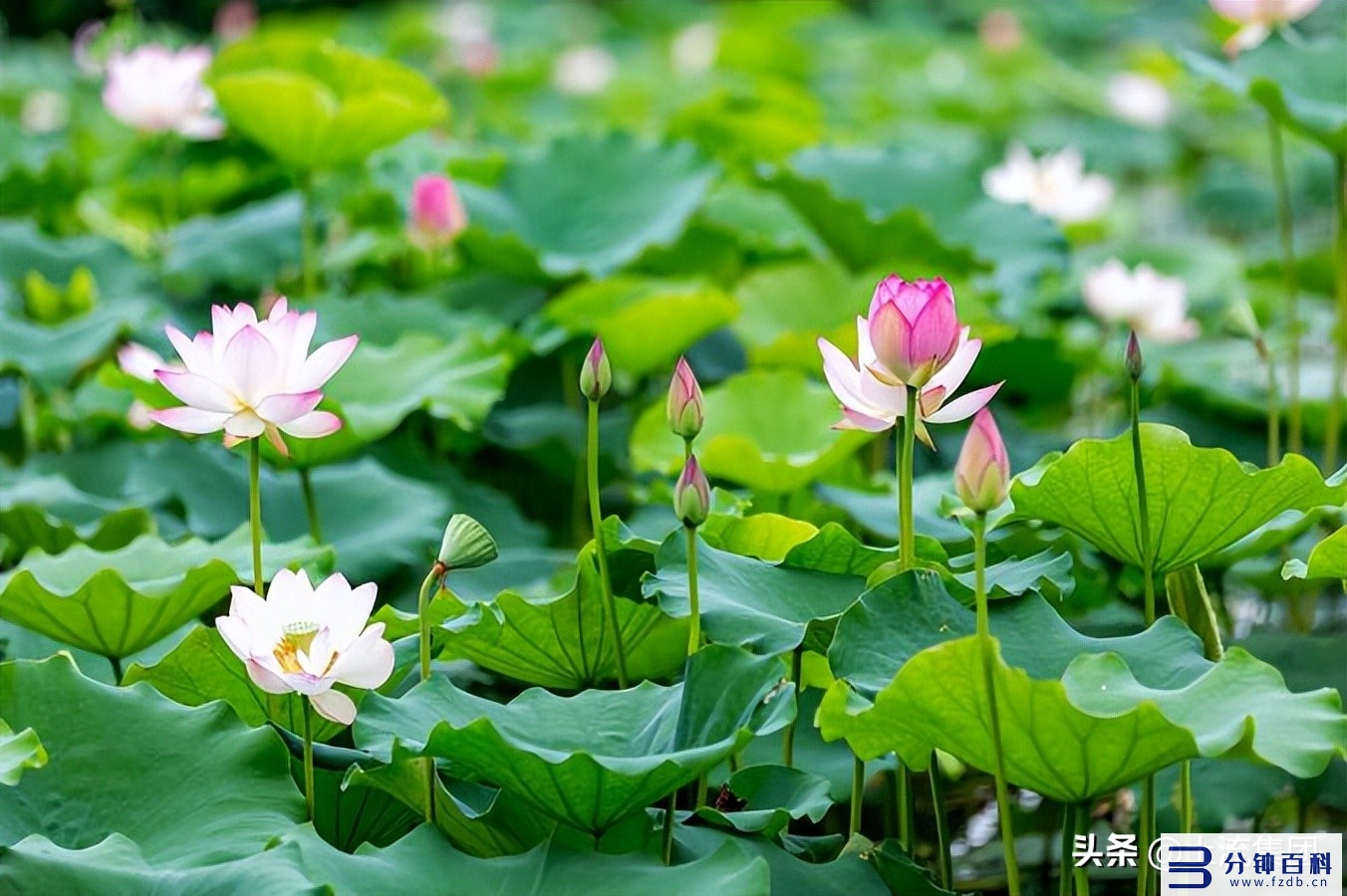 2022年夏至的具体时间是什么时候?是伏击的第一天吗?-插图1 2022年夏至时间具体是几月几号几点几分?是入伏的第一天吗?