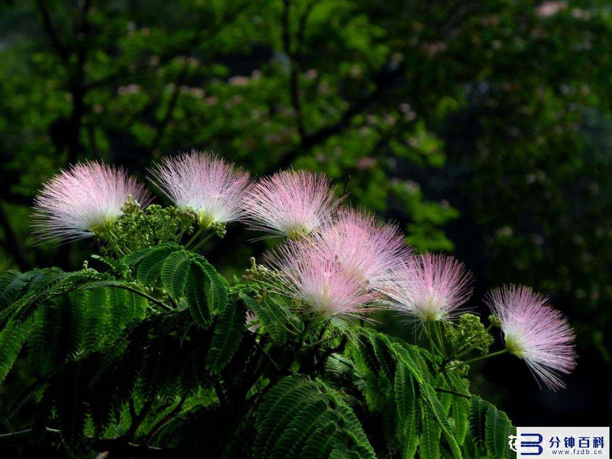 花名字_花名字大全集 100种插图78 花名字_花名字大全集 100种插图78