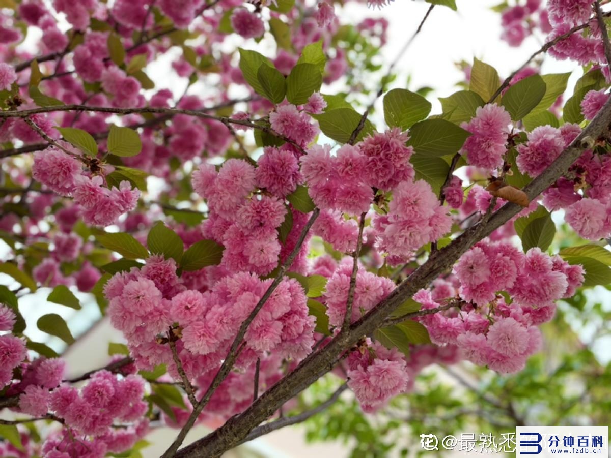 花名字_花名字大全集 100种插图38 花名字_花名字大全集 100种插图38