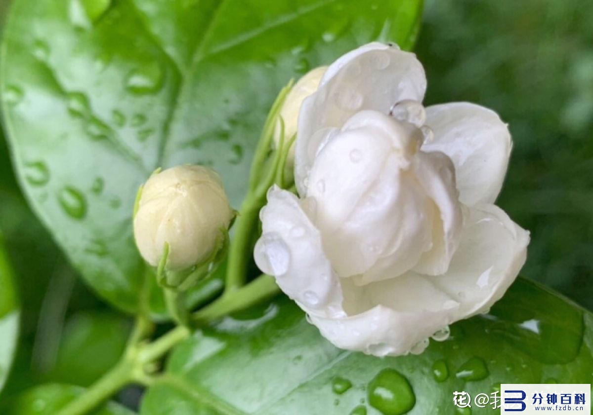 花名字_花名字大全集 100种插图44 花名字_花名字大全集 100种插图44