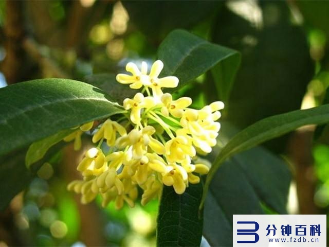 花名字_花名字大全集 100种插图35 花名字_花名字大全集 100种插图35