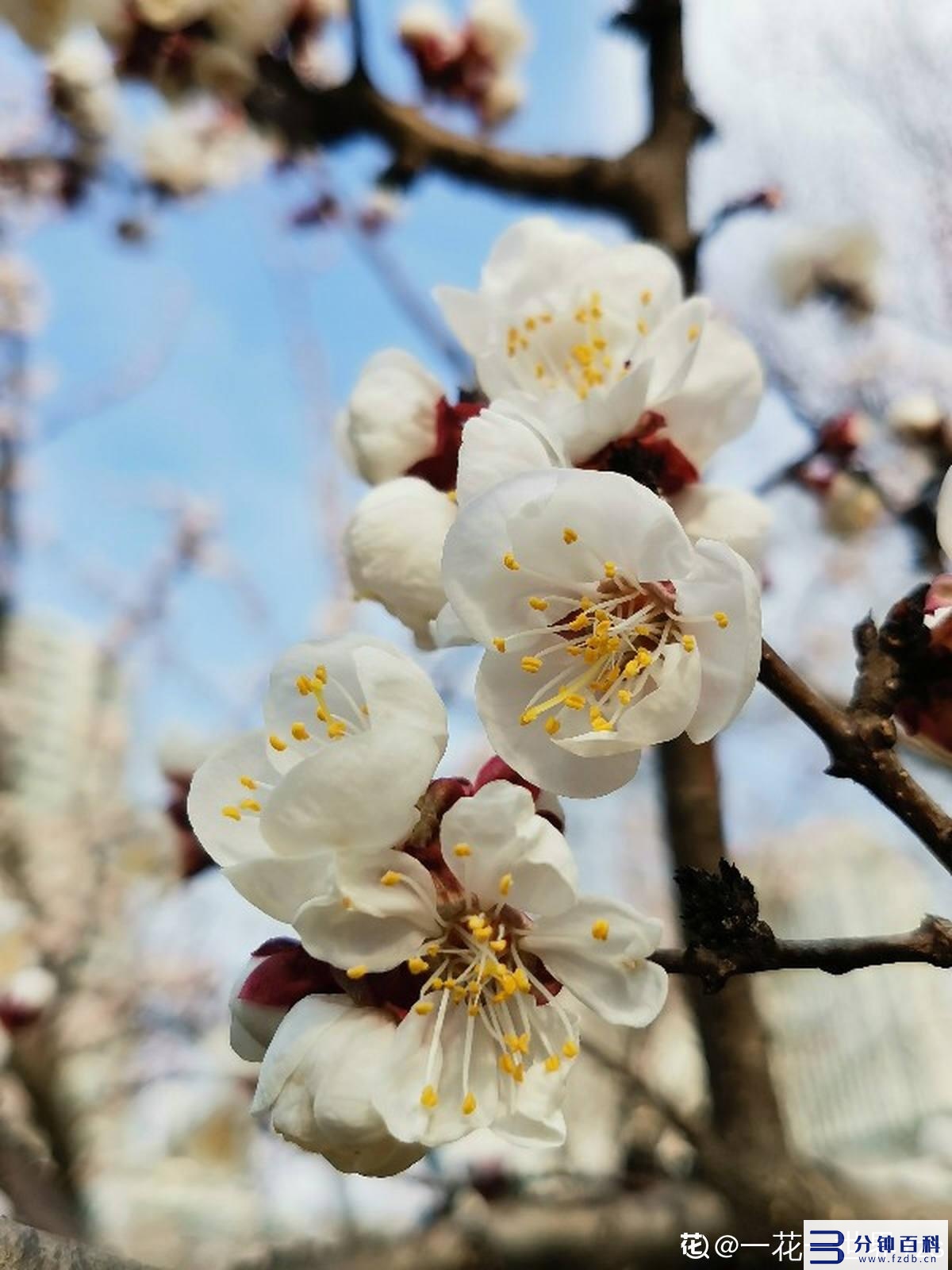 花名字_花名字大全集 100种插图76 花名字_花名字大全集 100种插图76