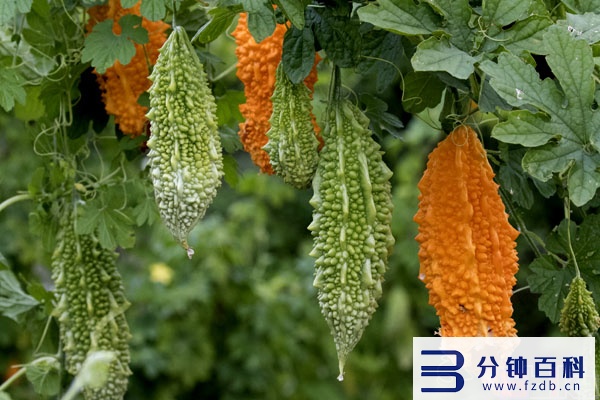 蔬菜蛋白质含量排行表_蔬菜蛋白质含量排行表图片插图2 蔬菜蛋白质含量排行表_蔬菜蛋白质含量排行表图片插图2
