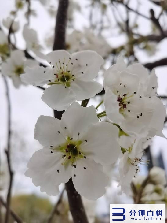 花名字_花名字大全集 100种插图23 花名字_花名字大全集 100种插图23