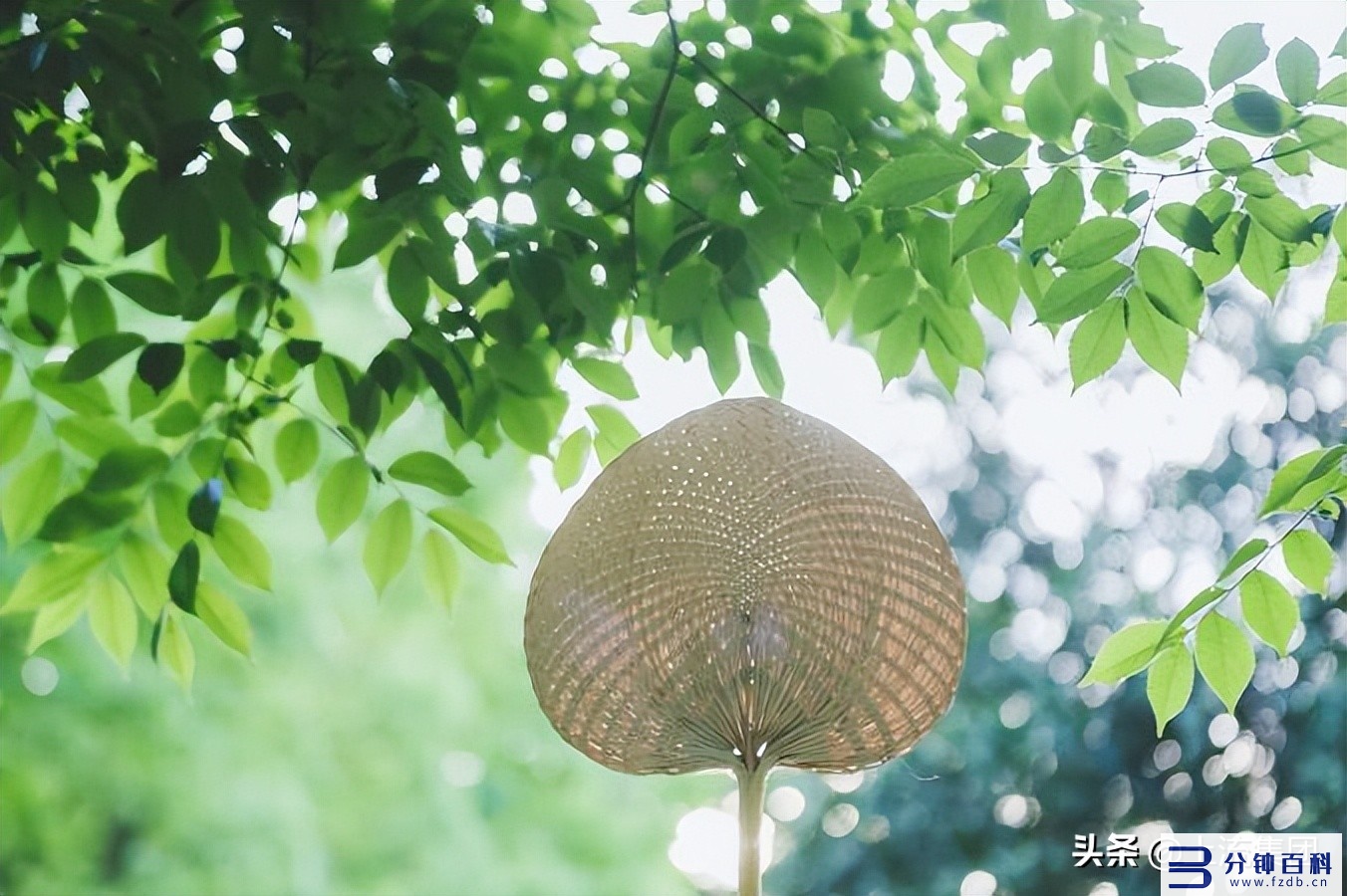 2022年夏至的具体时间是什么时候?是伏击的第一天吗?-插图 2022年夏至时间具体是几月几号几点几分?是入伏的第一天吗?