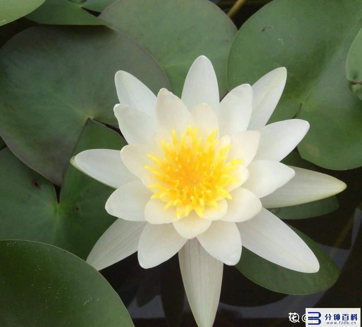 花名字_花名字大全集 100种插图41 花名字_花名字大全集 100种插图41