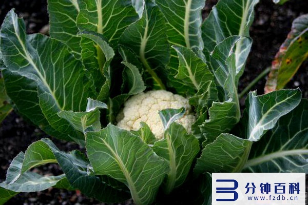 蔬菜蛋白质含量排行表_蔬菜蛋白质含量排行表图片插图4 蔬菜蛋白质含量排行表_蔬菜蛋白质含量排行表图片插图4