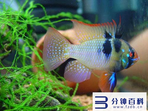 草缸十大首选鱼和虾混养的_草缸十大首选鱼和虾混养的鱼插图10 草缸十大首选鱼和虾混养的_草缸十大首选鱼和虾混养的鱼插图10