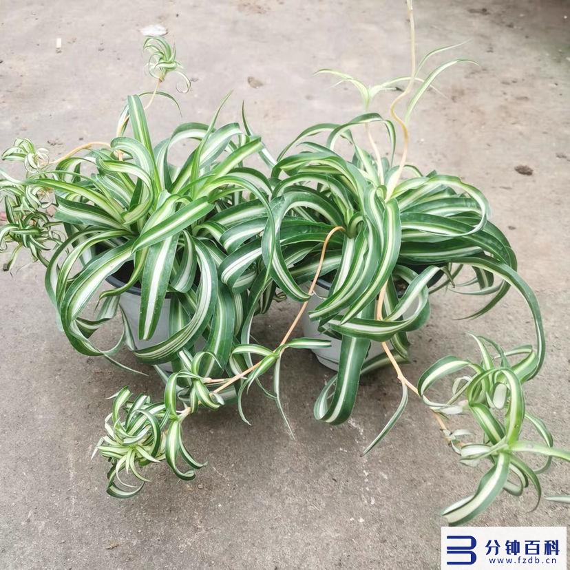 花名字_花名字大全集 100种插图42 花名字_花名字大全集 100种插图42