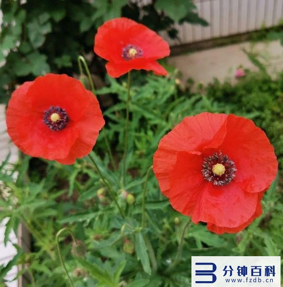 花名字_花名字大全集 100种插图72 花名字_花名字大全集 100种插图72