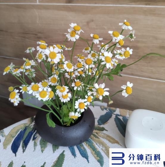 花名字_花名字大全集 100种插图47 花名字_花名字大全集 100种插图47