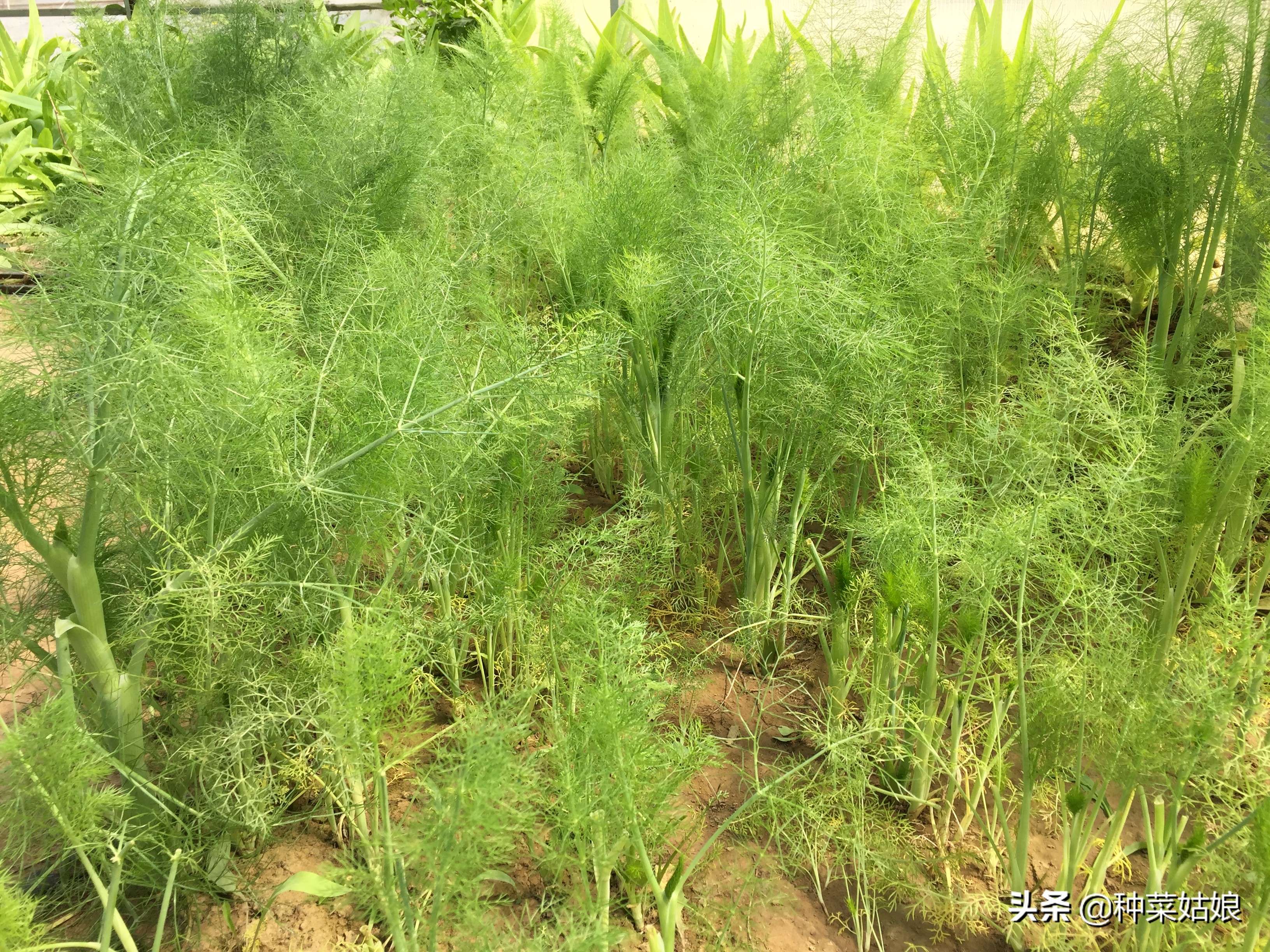 茴香能割几次_茴香割几次才能会长出种子的插图3 茴香能割几次_茴香割几次才能会长出种子的插图3