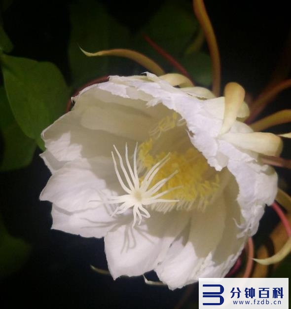 花名字_花名字大全集 100种插图30 花名字_花名字大全集 100种插图30