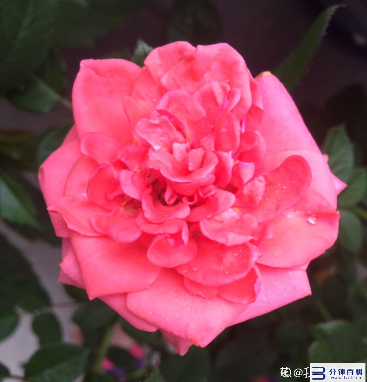 花名字_花名字大全集 100种插图32 花名字_花名字大全集 100种插图32