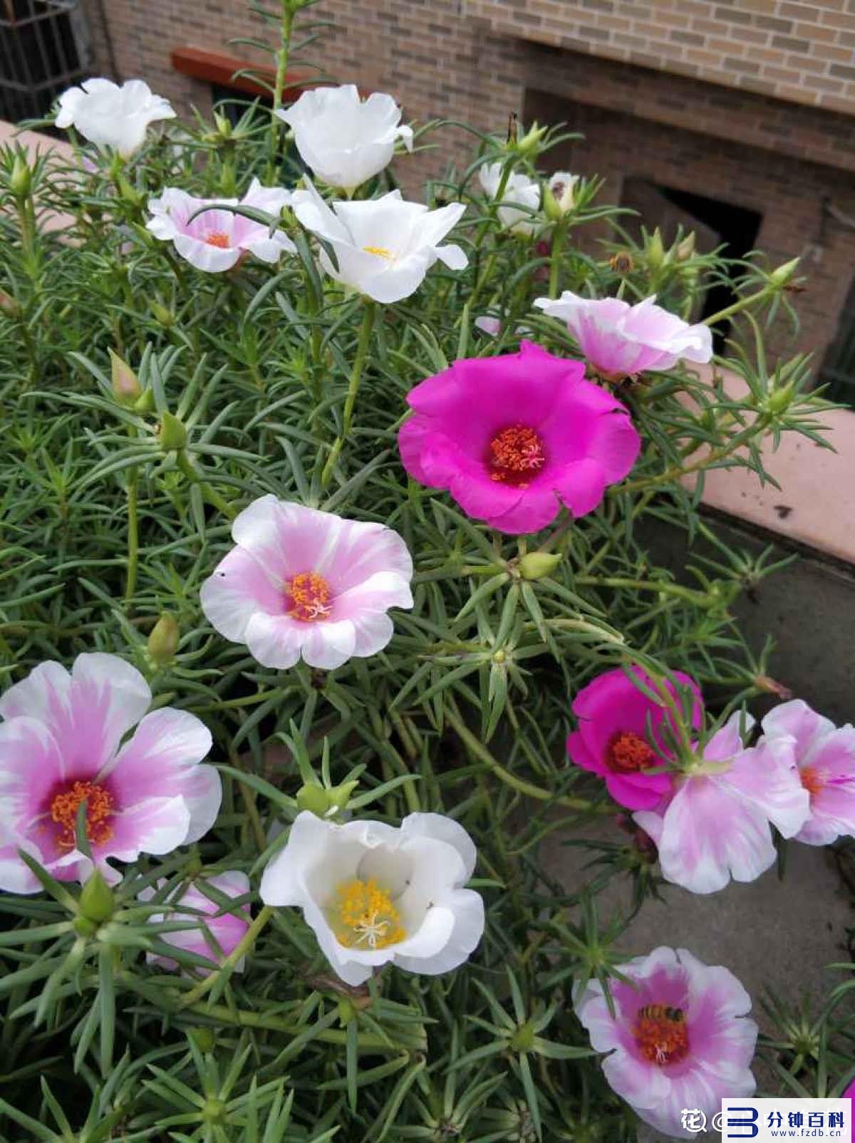 花名字_花名字大全集 100种插图31 花名字_花名字大全集 100种插图31