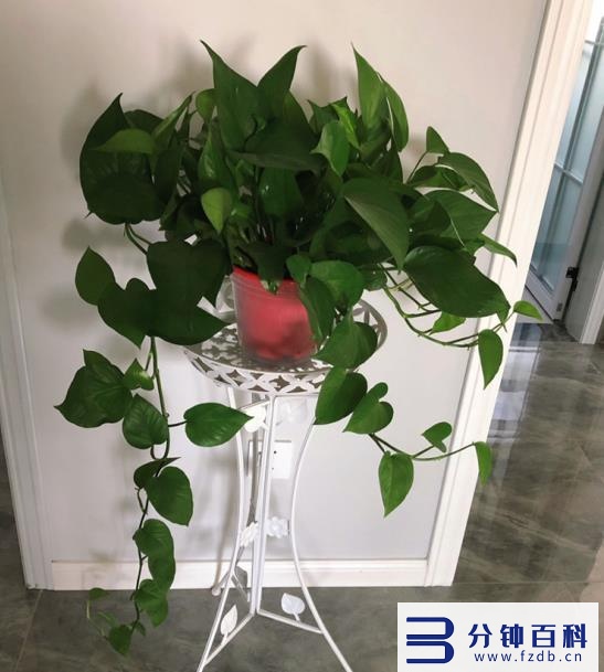 花名字_花名字大全集 100种插图 花名字_花名字大全集 100种插图