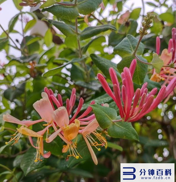 花名字_花名字大全集 100种插图63 花名字_花名字大全集 100种插图63