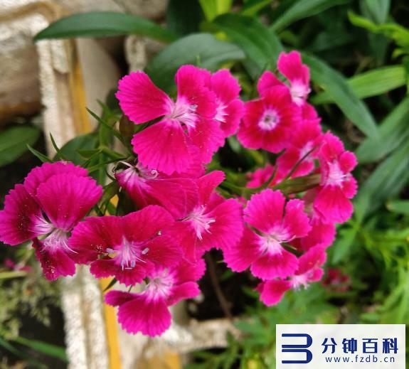 花名字_花名字大全集 100种插图67 花名字_花名字大全集 100种插图67