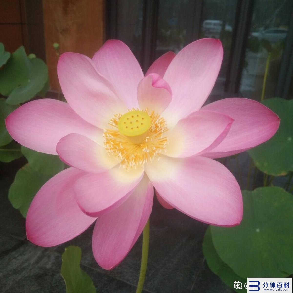 花名字_花名字大全集 100种插图33 花名字_花名字大全集 100种插图33
