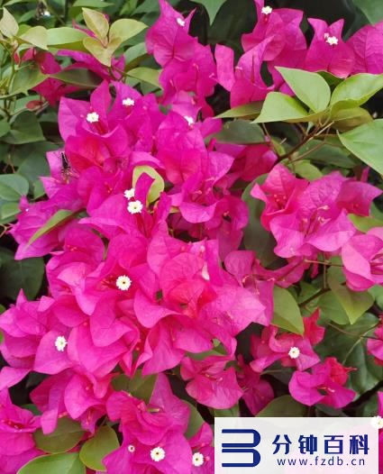 花名字_花名字大全集 100种插图12 花名字_花名字大全集 100种插图12