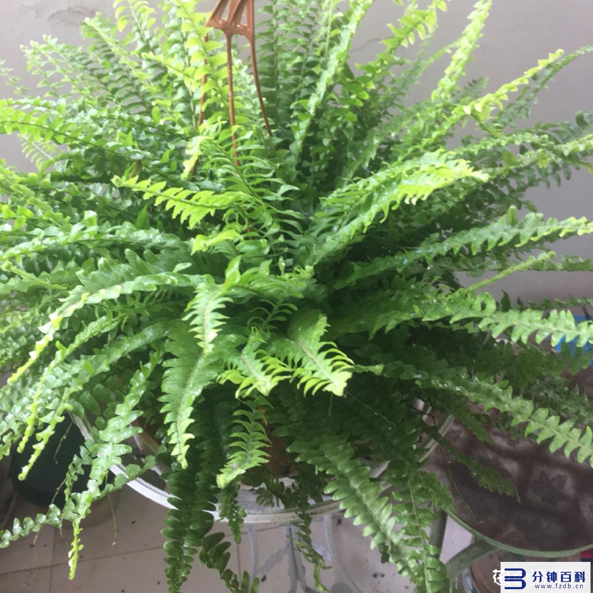 花名字_花名字大全集 100种插图62 花名字_花名字大全集 100种插图62