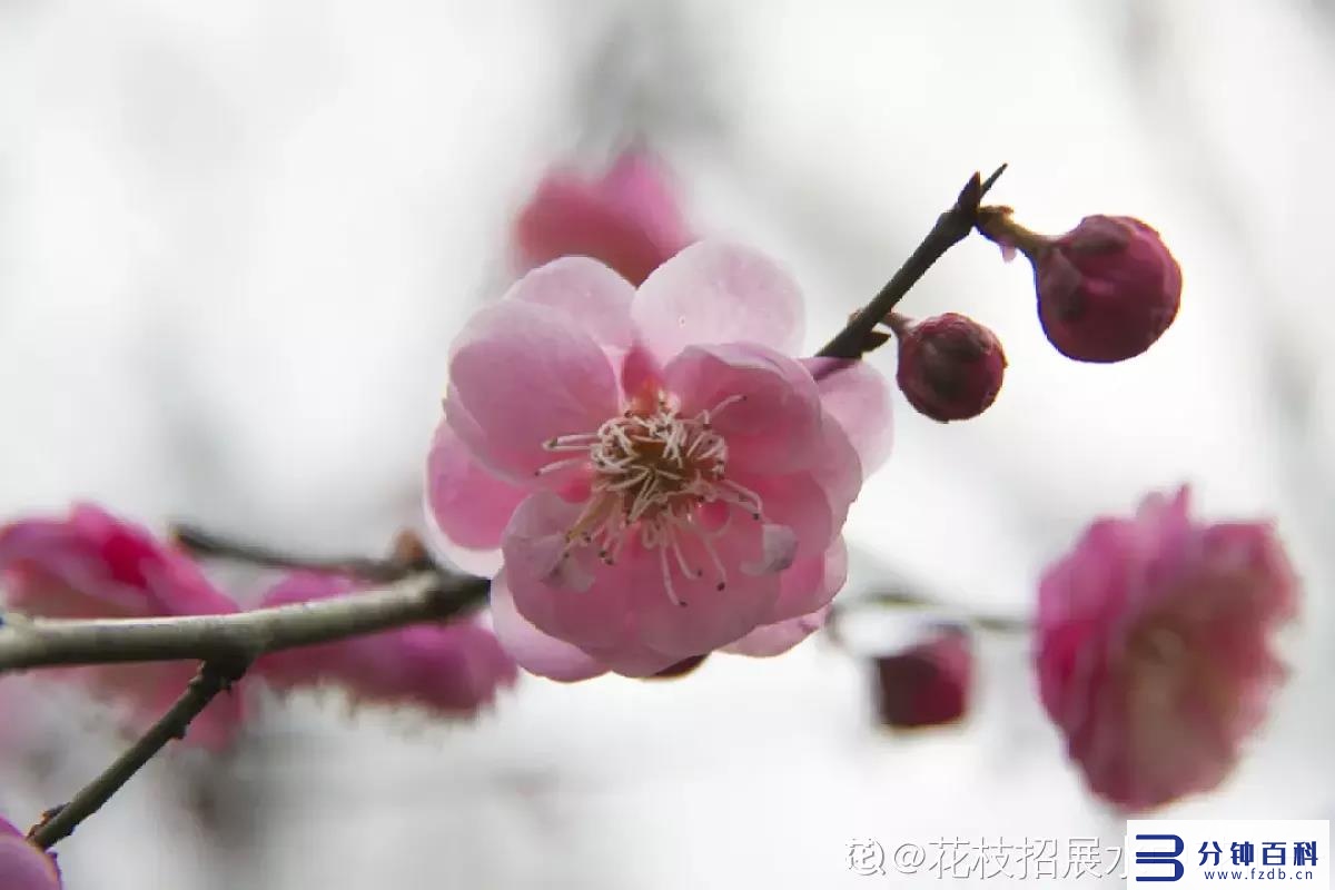 花名字_花名字大全集 100种插图58 花名字_花名字大全集 100种插图58