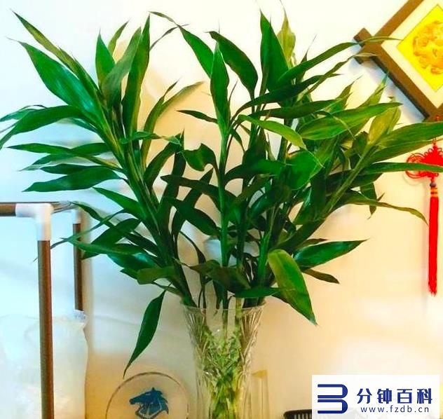 发财树开花,发财树开花是什么预兆插图5 老人说,6种花轻易不开花,开花就有“富贵到”,可遇不可求