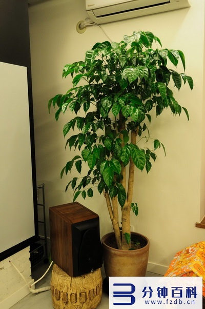 发财树开花,发财树开花是什么预兆插图2 老人说,6种花轻易不开花,开花就有“富贵到”,可遇不可求