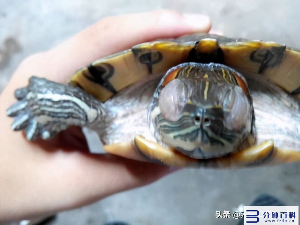 乌龟白眼病怎么治,乌龟白眼病怎么治最有效插图 乌龟白眼病的治疗
