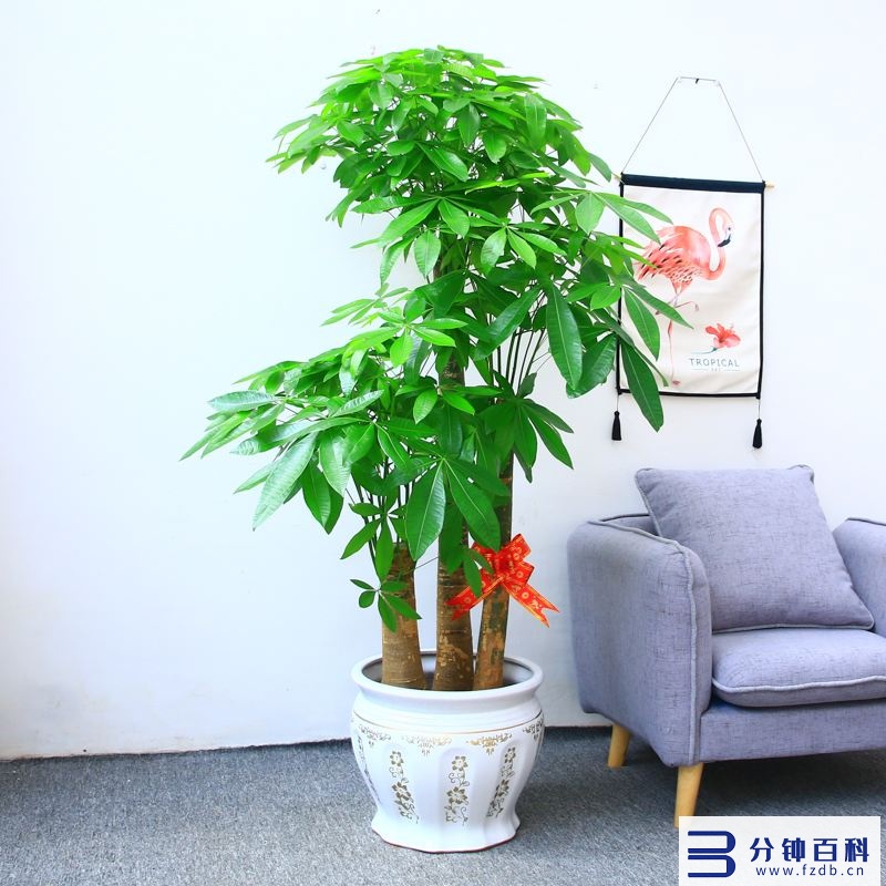 发财树开花,发财树开花是什么预兆插图9 老人说,6种花轻易不开花,开花就有“富贵到”,可遇不可求