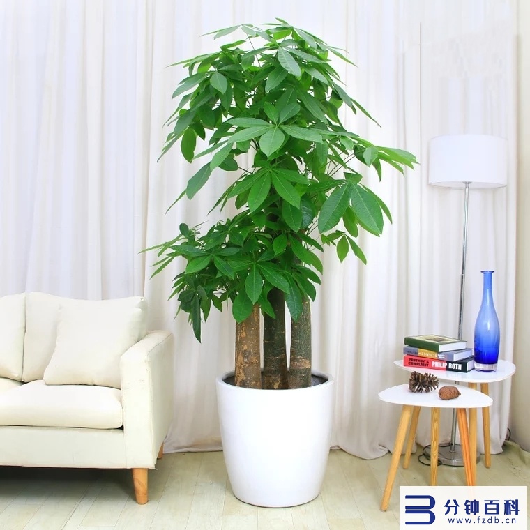发财树开花,发财树开花是什么预兆插图12 老人说,6种花轻易不开花,开花就有“富贵到”,可遇不可求