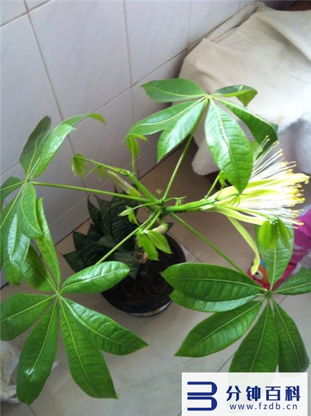 发财树开花,发财树开花是什么预兆插图10 老人说,6种花轻易不开花,开花就有“富贵到”,可遇不可求