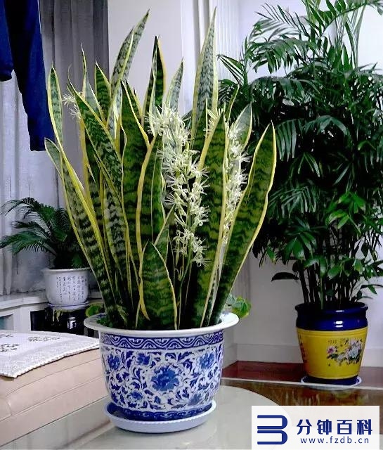 发财树开花,发财树开花是什么预兆插图15 老人说,6种花轻易不开花,开花就有“富贵到”,可遇不可求