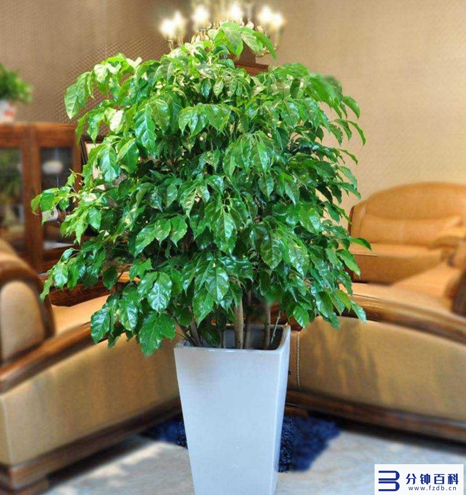发财树开花,发财树开花是什么预兆插图1 老人说,6种花轻易不开花,开花就有“富贵到”,可遇不可求