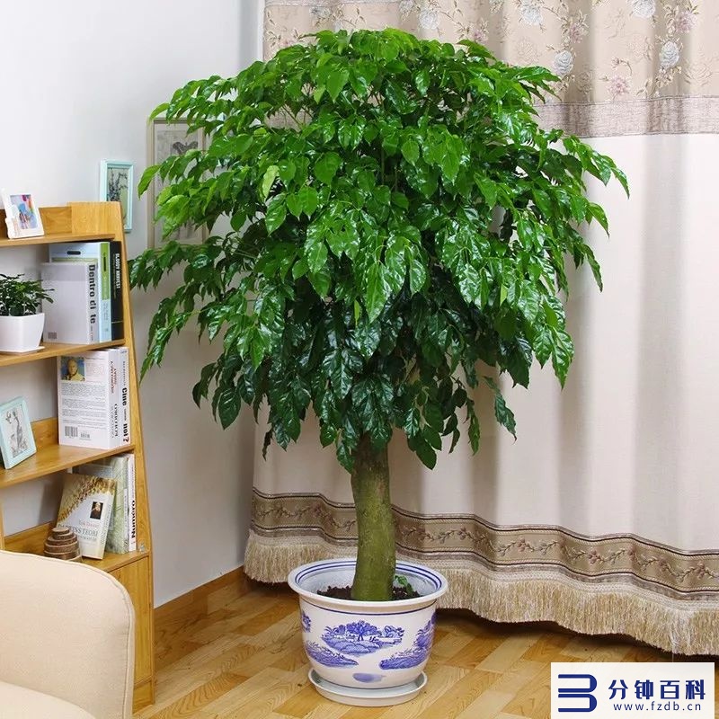 发财树开花,发财树开花是什么预兆插图4 老人说,6种花轻易不开花,开花就有“富贵到”,可遇不可求
