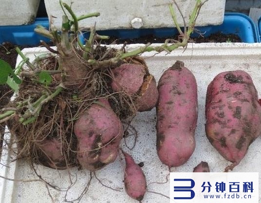 芋头怎么保存,芋头怎么保存时间长插图5 保存红薯方法要选对,学会这样做,不起霉不变黑越放越甜,特实用