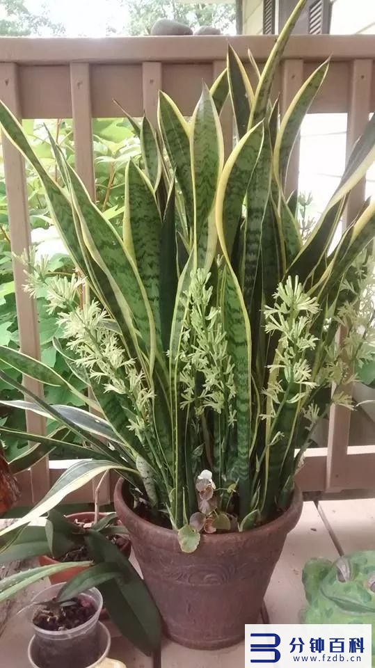 发财树开花,发财树开花是什么预兆插图14 老人说,6种花轻易不开花,开花就有“富贵到”,可遇不可求