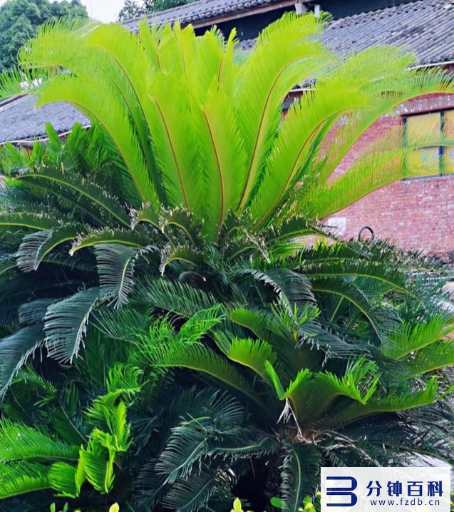 发财树开花,发财树开花是什么预兆插图21 老人说,6种花轻易不开花,开花就有“富贵到”,可遇不可求