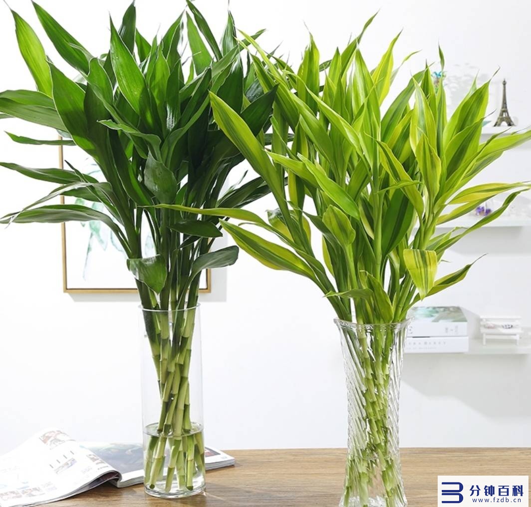 发财树开花,发财树开花是什么预兆插图8 老人说,6种花轻易不开花,开花就有“富贵到”,可遇不可求
