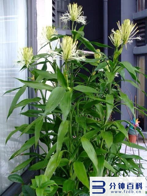 发财树开花,发财树开花是什么预兆插图7 老人说,6种花轻易不开花,开花就有“富贵到”,可遇不可求